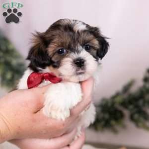 Ted, Teddy Bear Puppy